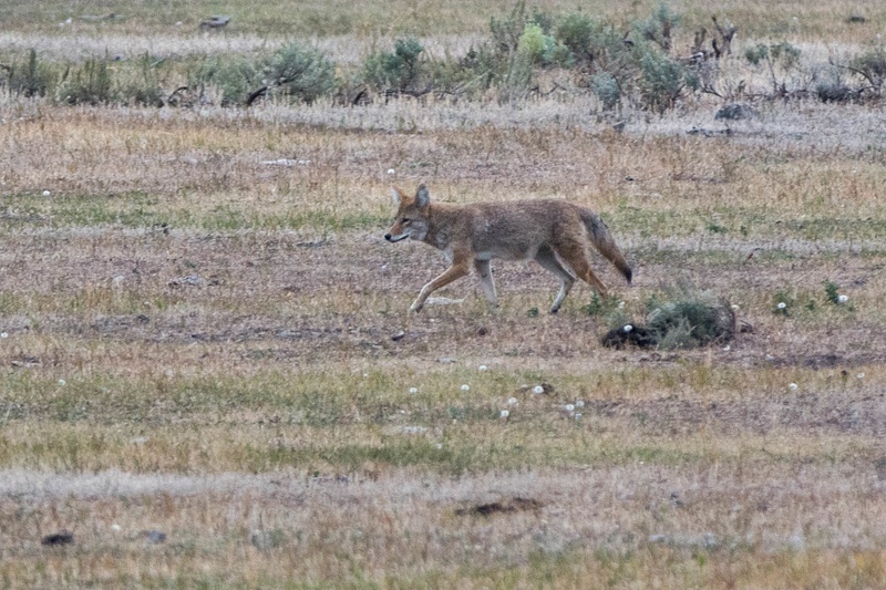 Coyote hunting for small mammals near the road in Lamar Valley