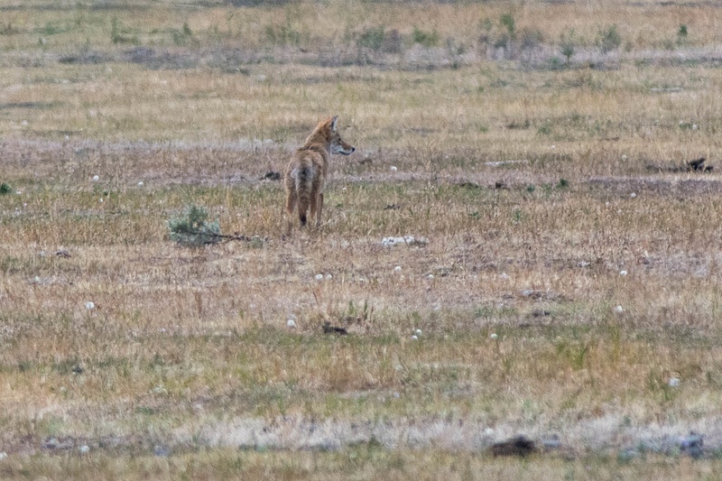 Coyote hunting for small mammals near the road in Lamar Valley