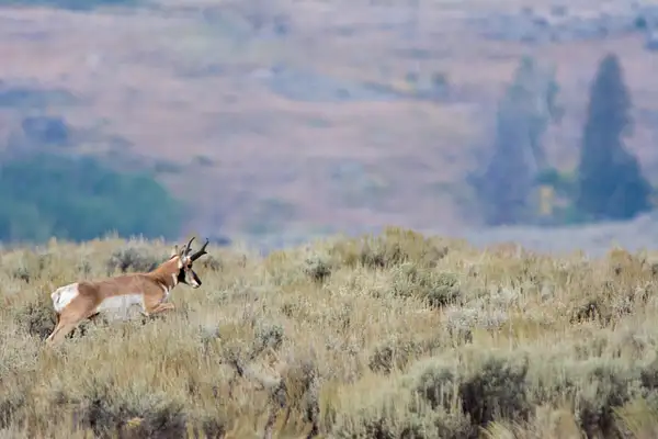 Pronghorn antelope buck running across the hilltop by...