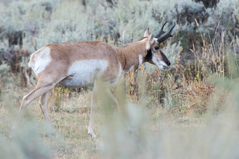 Pronghorn antelope buck moving off, staying between me and the does.