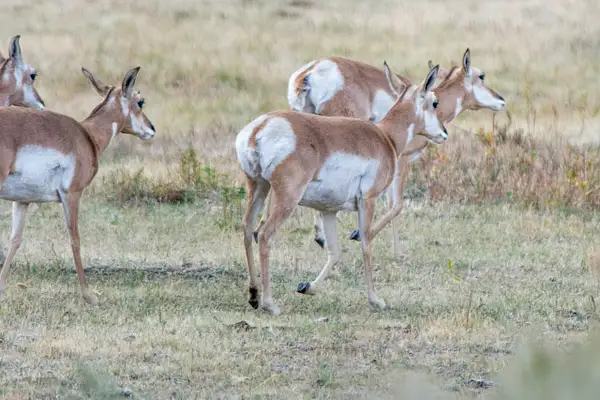 Pronghorn antelope does running to a new grazing...