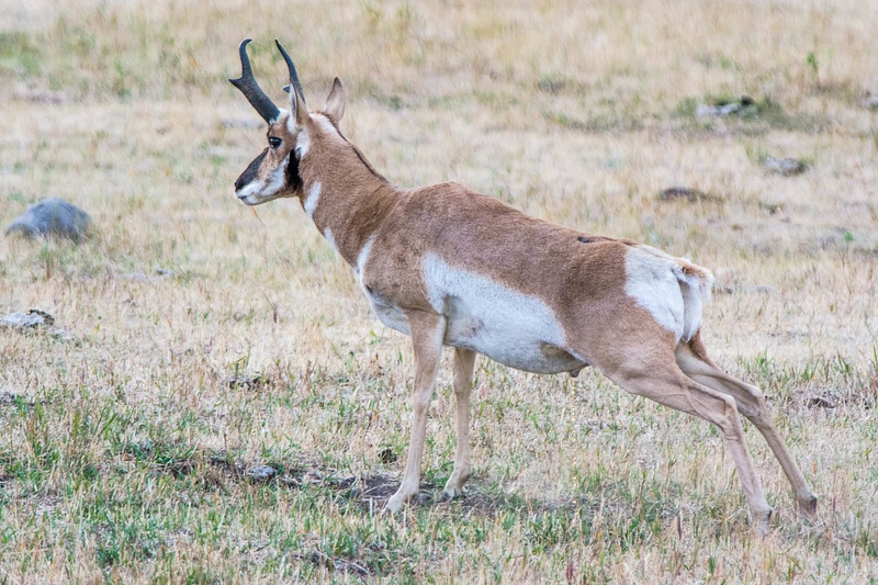 Pronghorn antelope buck doing morning stretches.