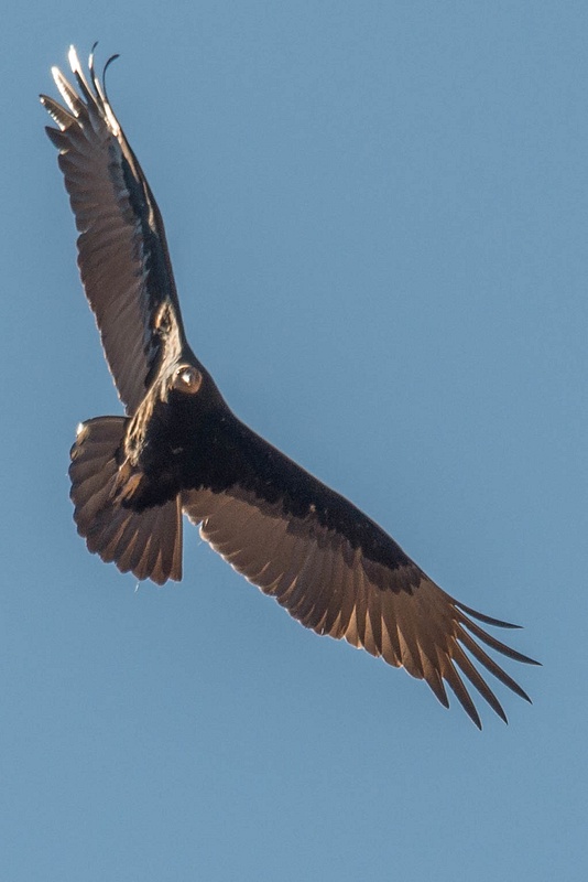 California condor overhead at Scout Lookout