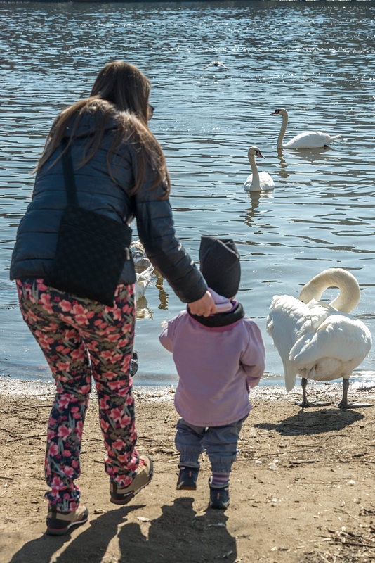 Somebody isn't sure about these swans. They are nearly equal in size...