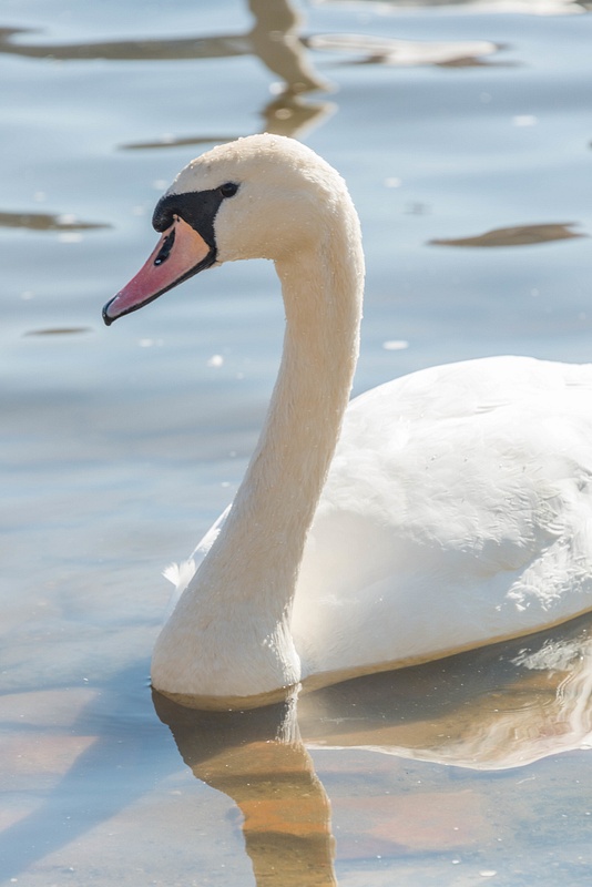One of the very photogenic swans.