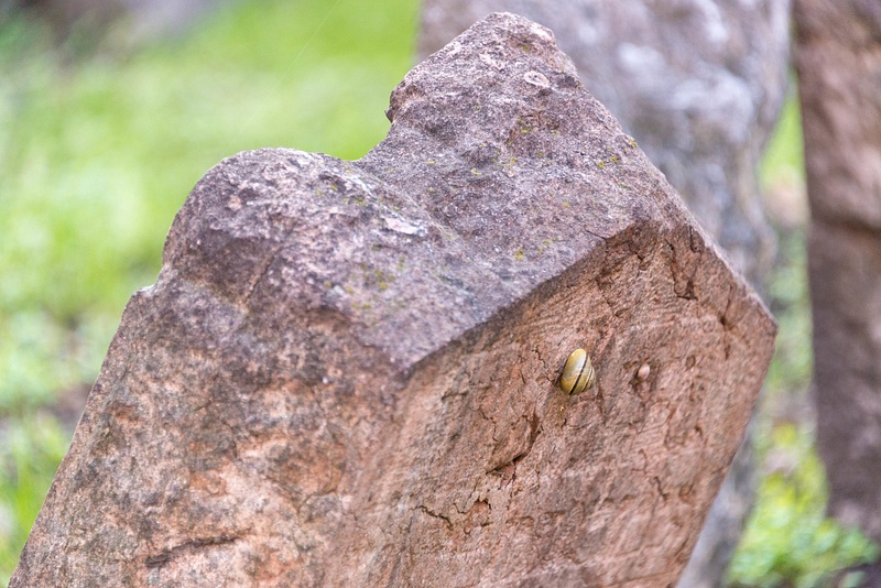 A small snail exploring a leaning stone.