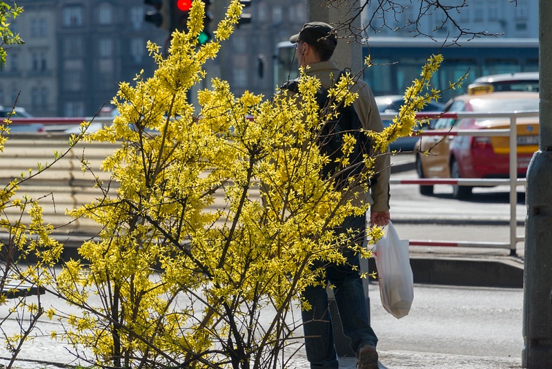 Forsythia blooming. We wait for our Uber ride!