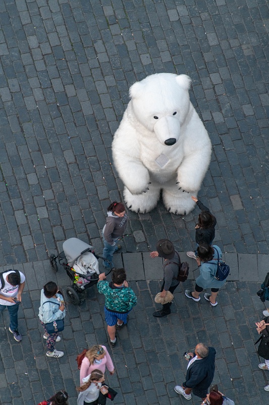 Still plenty of polar bear action  with the tourists below in Old Town Square.