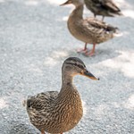2018Aug Boston Fenway Ducks
