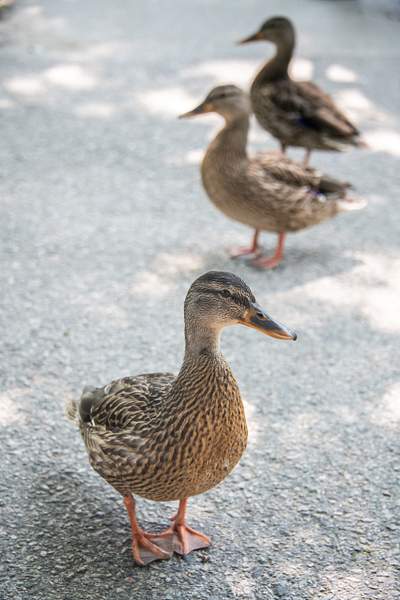 2018Aug Boston Fenway Ducks by Willis Chung