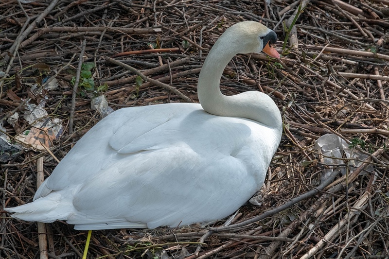 Swan resting along the east bank of the Vltava River.