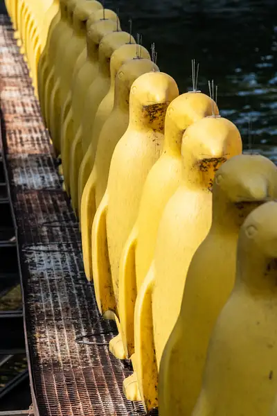 Yellow penguin faces by Willis Chung