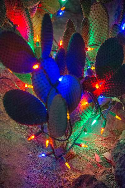 2017Nov Ethyl M Cactus Garden Holiday Lights LV NV by...