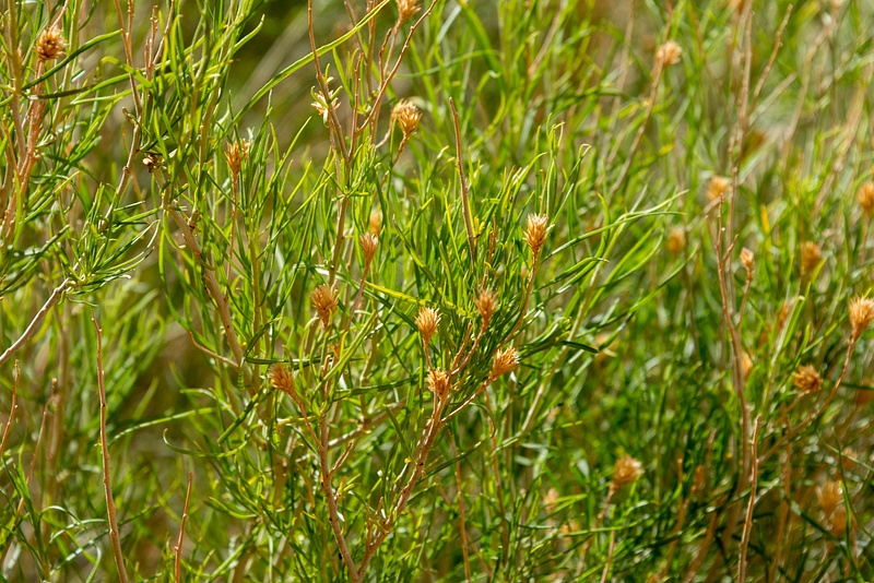 Seed heads on an evergreen bush.