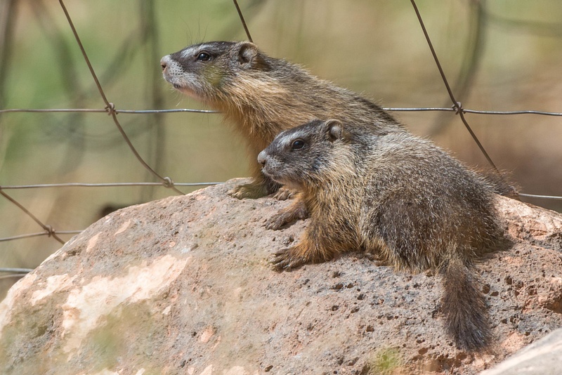Alert marmots.