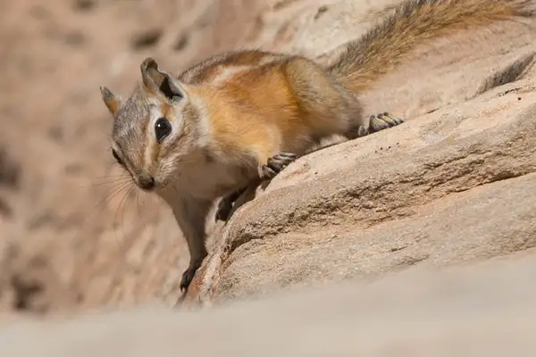 Cliff chipmunk showing it's ability to cling. by Willis...