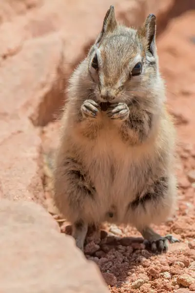 Cliff chipmunk nibbling on a seed. by Willis Chung