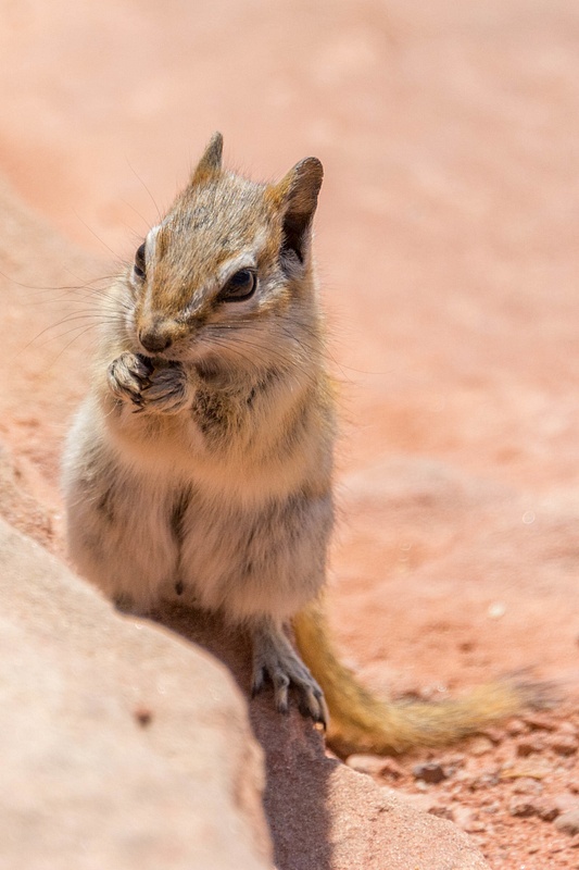 Cliff chipmunk munching on a seed.