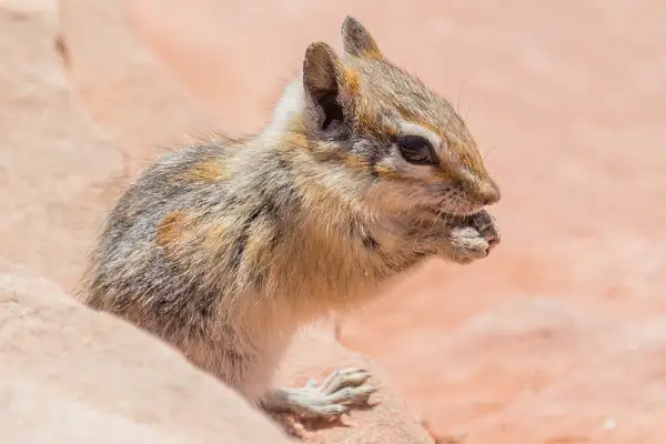 Cliff chipmunk with another seed. Yummy! by Willis Chung