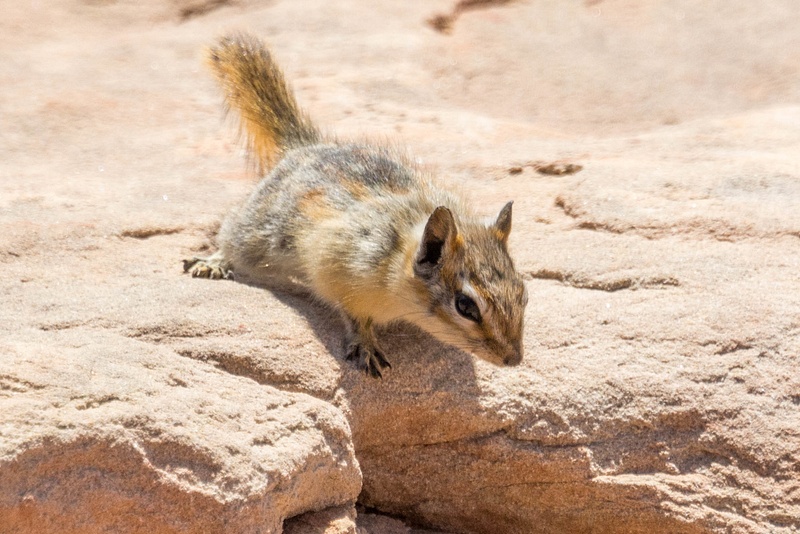 Cliff chipmunk checking to see if I have dropped anything.
