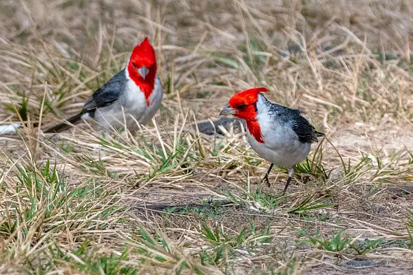 A pair of Red-crested Cardinals foraging. by Willis Chung