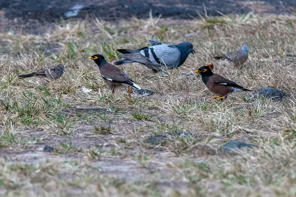 Indian Mynas, doves, and pigeons foraging together. by...