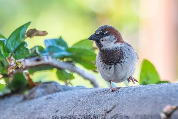 This little sparrow wanted to join us for breakfast. by...