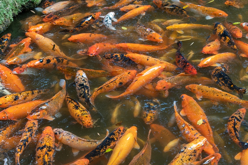Many koi gathered in the hopes of a good meal from visiting tourists.