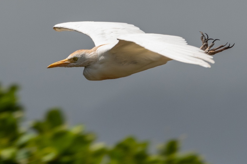 Cattle egret in flight.