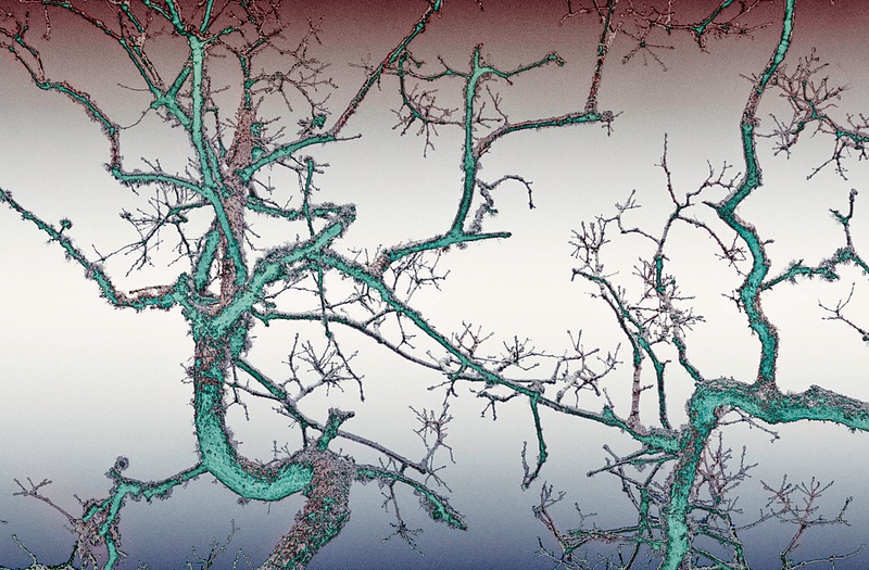Trees - Neural
