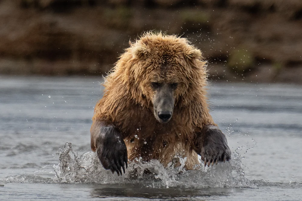 Pounce