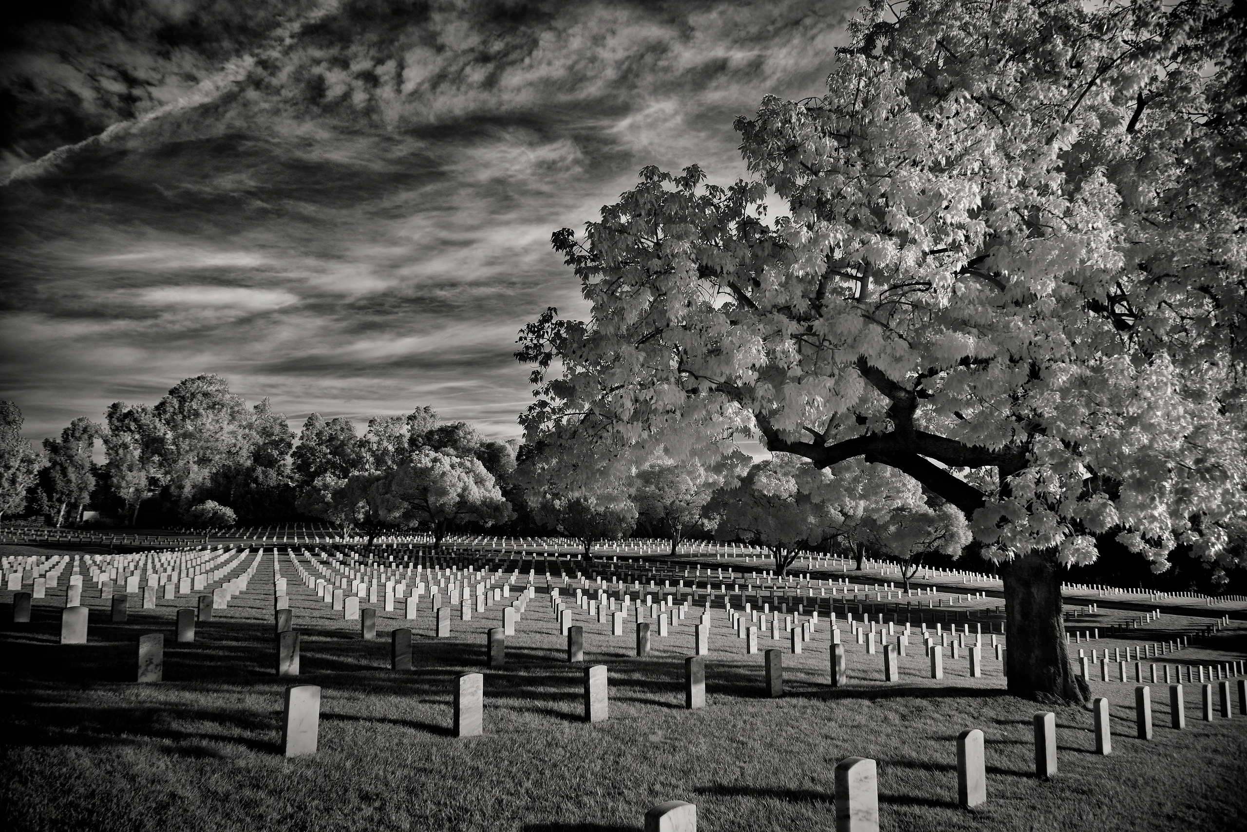 IR_Black_n_white_LA_veterans_cemetery_190201_019__IR_FINAL