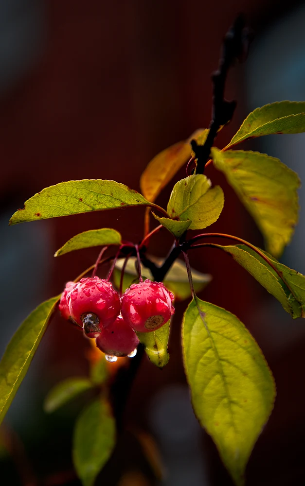 LuckyRaindrops
