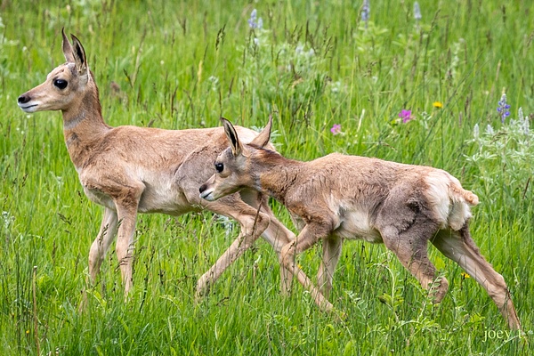 Baby Antelope - Montana - joeyteno 