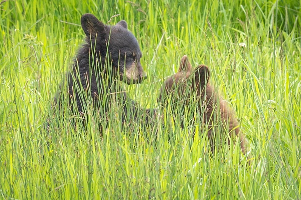 Bears in a Meadow 2 - joeyteno 