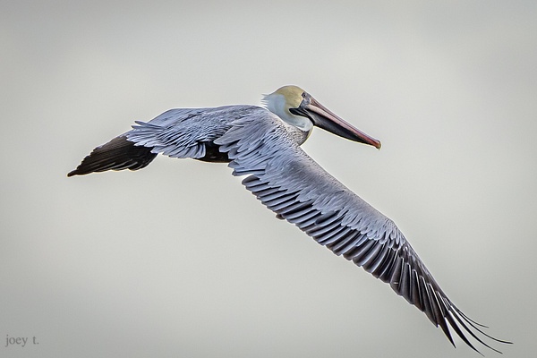 Silver Pelican - Florida - joeyteno 