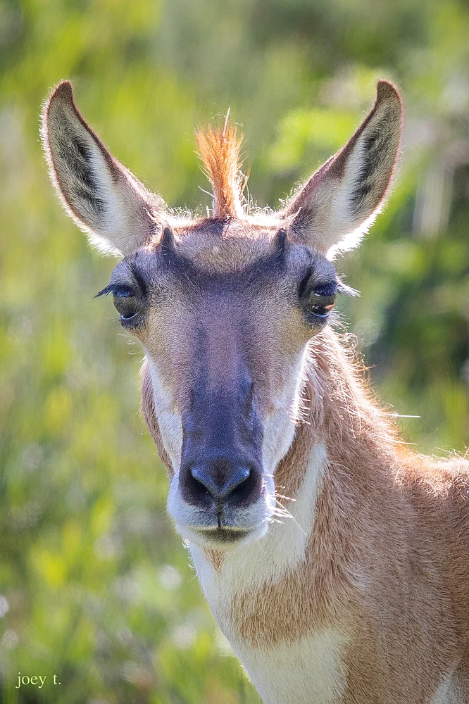 YNP6.21.24B-12