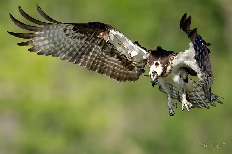 Osprey Landing