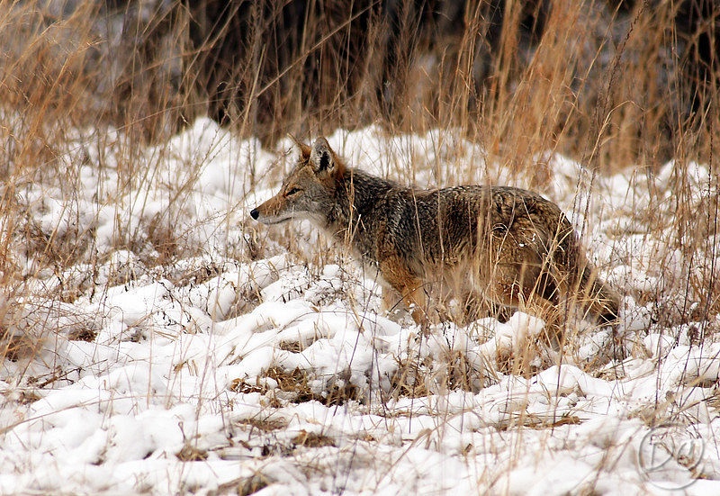 DSC01758-coyote in snow1-L