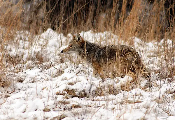 DSC01758-coyote in snow1-L by CrestThirdGrade