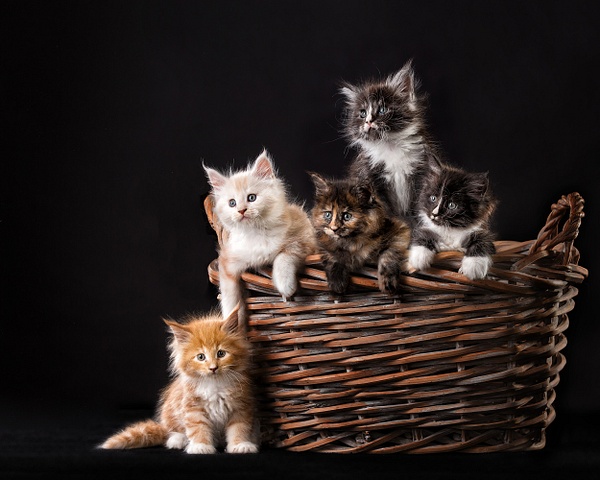 Herding Cats - Photographic Images 
