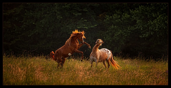 Horse_Play - Photographic Images