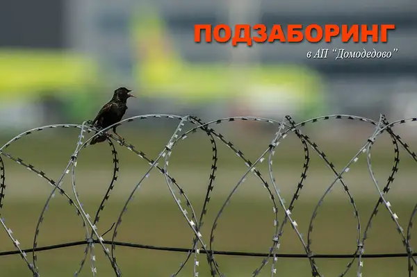 Domodedovo. 2013. Podzaboring by Dmitriy Shvab
