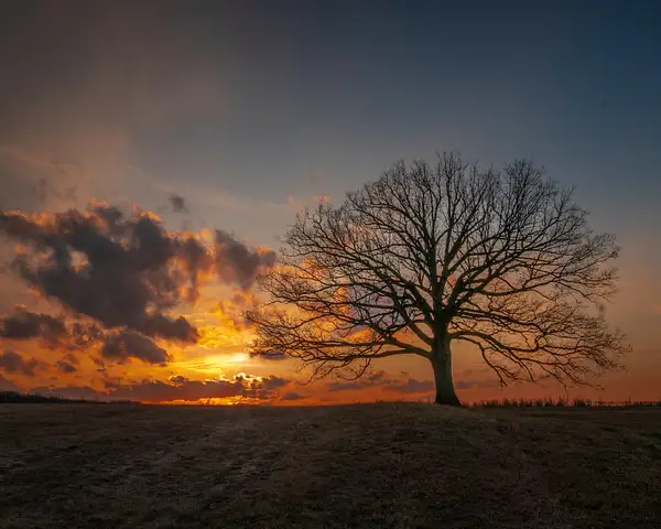 Single Tree at Sunset by Deb Salay