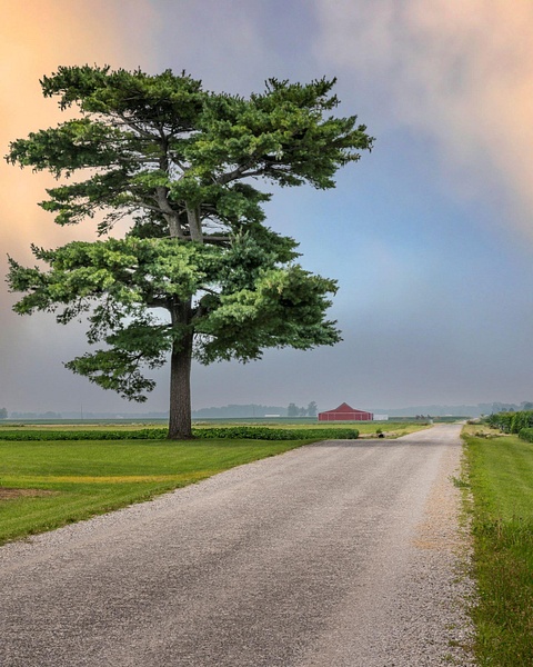 Country Tree - Home - Deb Salay Photography