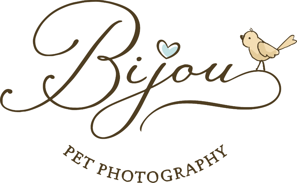 Bijou Pet Photography
