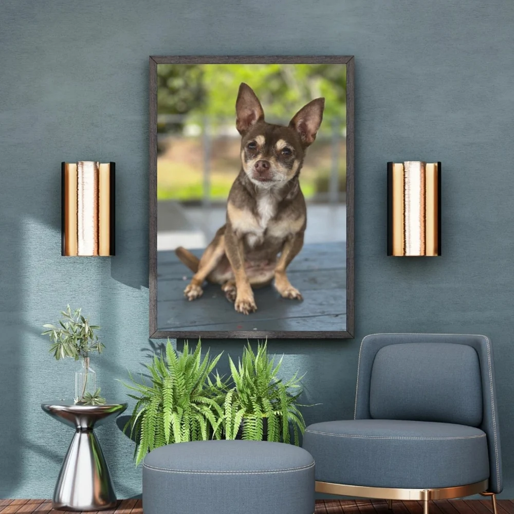 brown chihuahua portrait in simple frame in living room