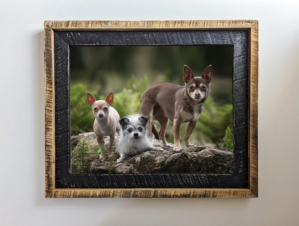 3 Chihuahua portrait custom framed farmhouse style