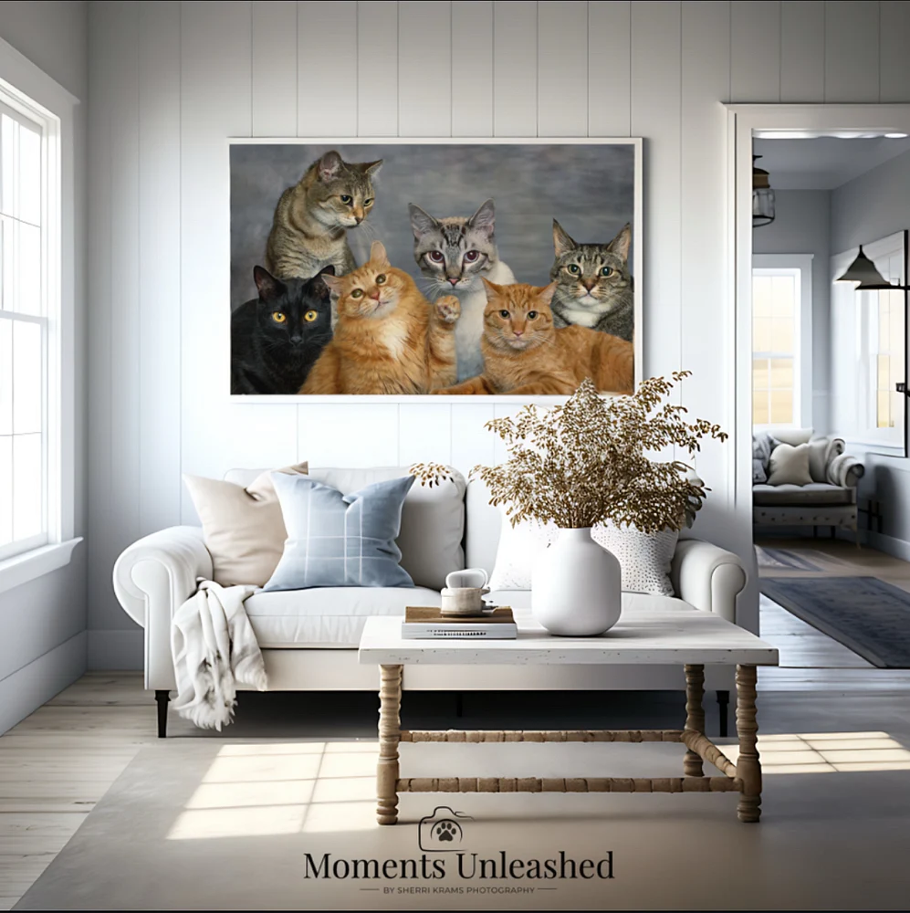 6 Cats Framed Photo on wall