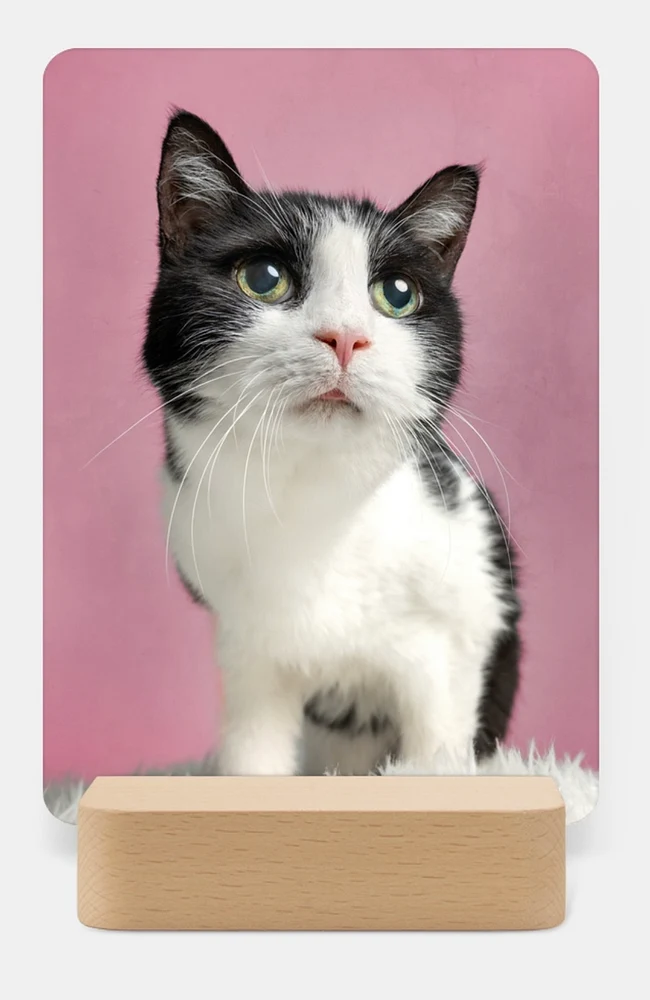 black & white Cat - Sid Pink studio background
